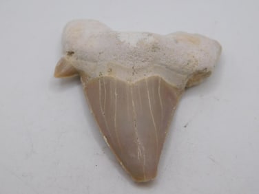 SHARK TOOTH ROCK STONE LAPIDARY SPECIMEN