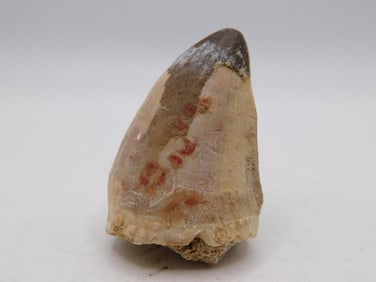 DINOSAUR TOOTH ROCK STONE LAPIDARY SPECIMEN