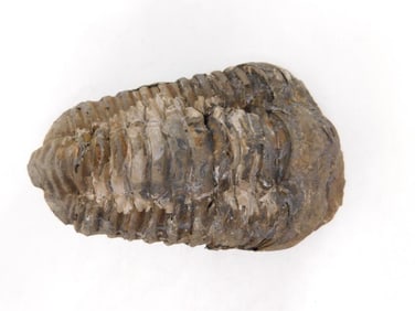 TRILOBITE FOSSIL ROCK STONE LAPIDARY SPECIMEN