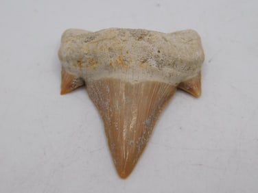 SHARK TOOTH ROCK STONE LAPIDARY SPECIMEN