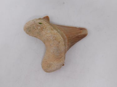 SHARK TOOTH ROCK STONE LAPIDARY SPECIMEN