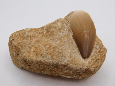DINOSAUR TOOTH IN MATRIX ROCK STONE LAPIDARY SPECIMEN