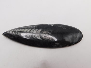 ORTHOCERAS ROCK STONE LAPIDARY SPECIMEN