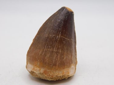 DINOSAUR TOOTH ROCK STONE LAPIDARY SPECIMEN