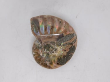 AMMONITE ROCK STONE LAPIDARY SPECIMEN