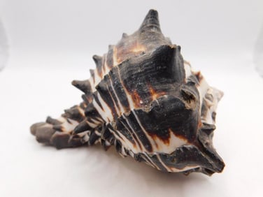 BLACK MUREX SEA SHELL ROCK STONE LAPIDARY SPECIMEN