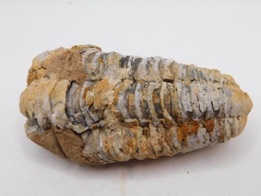 TRILOBITE FOSSIL ROCK STONE LAPIDARY SPECIMEN