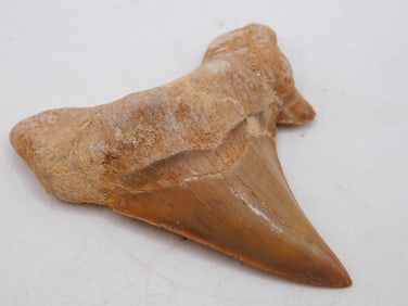 SHARK TOOTH ROCK STONE LAPIDARY SPECIMEN