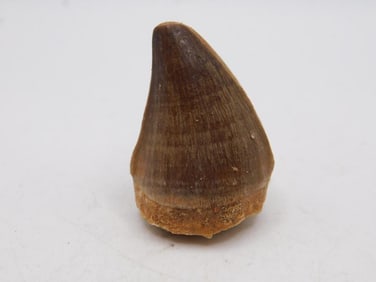 DINOSAUR TOOTH ROCK STONE LAPIDARY SPECIMEN