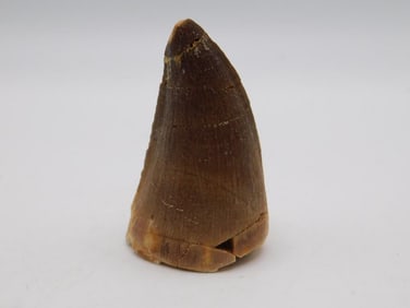 DINOSAUR TOOTH ROCK STONE LAPIDARY SPECIMEN