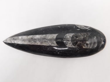 ORTHOCERAS ROCK STONE LAPIDARY SPECIMEN