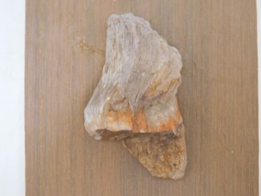 PETRIFIED WOOD ROCK STONE LAPIDARY SPECIMEN
