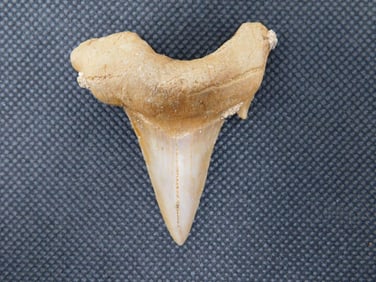 SHARK TOOTH ROCK STONE LAPIDARY SPECIMEN