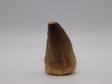 DINOSAUR TOOTH ROCK STONE LAPIDARY SPECIMEN