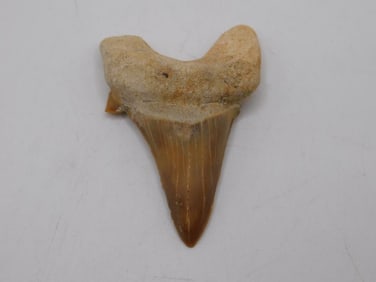 SHARK TOOTH ROCK STONE LAPIDARY SPECIMEN