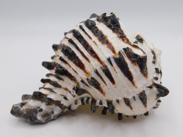 BLACK MUREX SHELL ROCK STONE LAPIDARY SPECIMEN