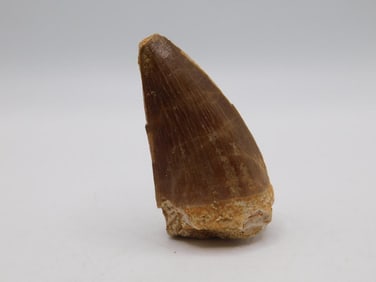 DINOSAUR TOOTH ROCK STONE LAPIDARY SPECIMEN