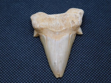 SHARK TOOTH ROCK STONE LAPIDARY SPECIMEN