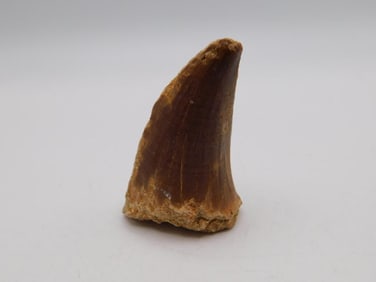 DINOSAUR TOOTH ROCK STONE LAPIDARY SPECIMEN