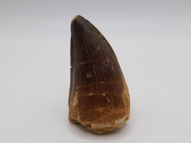 DINOSAUR TOOTH ROCK STONE LAPIDARY SPECIMEN