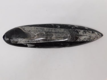 ORTHOCERAS ROCK STONE LAPIDARY SPECIMEN