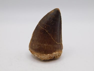 DINOSAUR TOOTH ROCK STONE LAPIDARY SPECIMEN