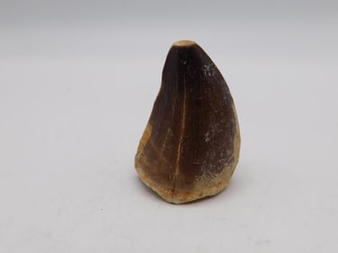 DINOSAUR TOOTH ROCK STONE LAPIDARY SPECIMEN