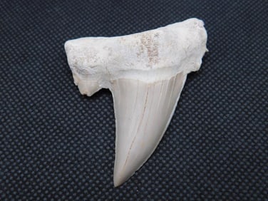 SHARK TOOTH ROCK STONE LAPIDARY SPECIMEN