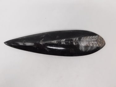 ORTHOCERAS ROCK STONE LAPIDARY SPECIMEN
