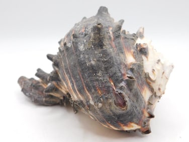 BLACK MUREX SHELL ROCK STONE LAPIDARY SPECIMEN