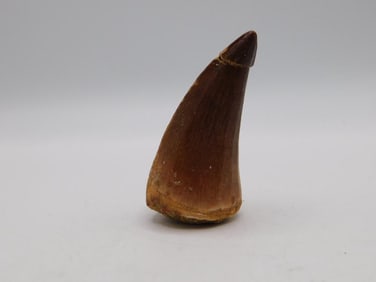 DINOSAUR TOOTH ROCK STONE LAPIDARY SPECIMEN