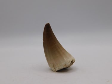 DINOSAUR TOOTH ROCK STONE LAPIDARY SPECIMEN