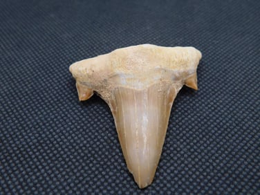 SHARK TOOTH ROCK STONE LAPIDARY SPECIMEN