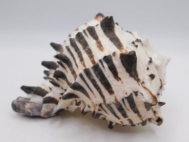 BLACK MUREX SEA SHELL ROCK STONE LAPIDARY SPECIMEN