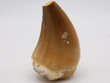 DINOSAUR TOOTH ROCK STONE LAPIDARY SPECIMEN