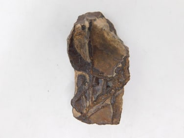 STROMATOLITE ROCK STONE LAPIDARY SPECIMEN