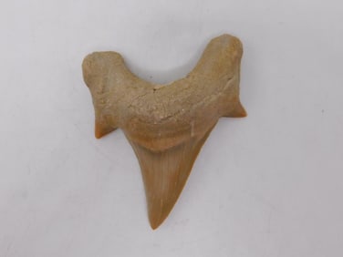 SHARK TOOTH ROCK STONE LAPIDARY SPECIMEN