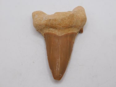 SHARK TOOTH ROCK STONE LAPIDARY SPECIMEN