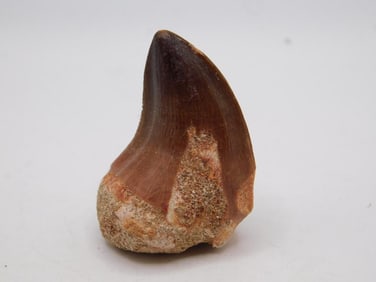DINOSAUR TOOTH ROCK STONE LAPIDARY SPECIMEN