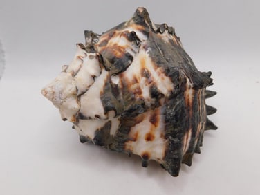 BLACK MUREX SEA SHELL ROCK STONE LAPIDARY SPECIMEN