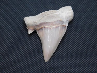 SHARK TOOTH ROCK STONE LAPIDARY SPECIMEN