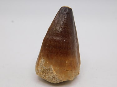 DINOSAUR TOOTH ROCK STONE LAPIDARY SPECIMEN