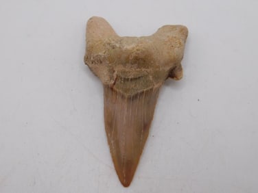 SHARK TOOTH ROCK STONE LAPIDARY SPECIMEN