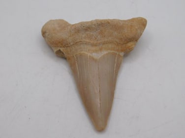 SHARK TOOTH ROCK STONE LAPIDARY SPECIMEN