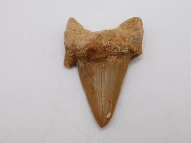 SHARK TOOTH ROCK STONE LAPIDARY SPECIMEN