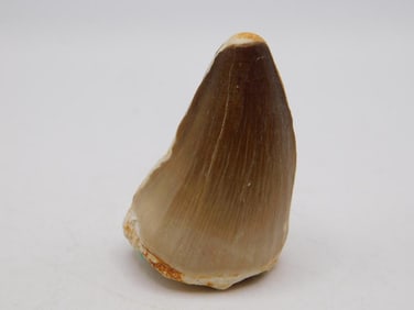 DINOSAUR TOOTH ROCK STONE LAPIDARY SPECIMEN