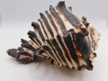 BLACK MUREX SHELL ROCK STONE LAPIDARY SPECIMEN