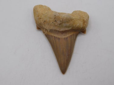 SHARK TOOTH ROCK STONE LAPIDARY SPECIMEN