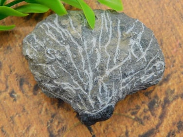 TRILOBITE FOSSIL ROCK STONE LAPIDARY SPECIMEN