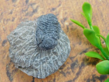 TRILOBITE FOSSIL ROCK STONE LAPIDARY SPECIMEN